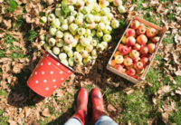 Adult Outing - Apple Picking